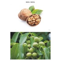 Sa observam fructele din gradina si padure