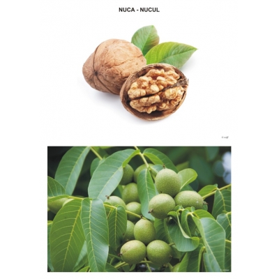 Sa observam fructele din gradina si padure Sa observam fructele din gradina si padure