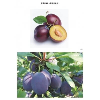 Sa observam fructele din gradina si padure Sa observam fructele din gradina si padure