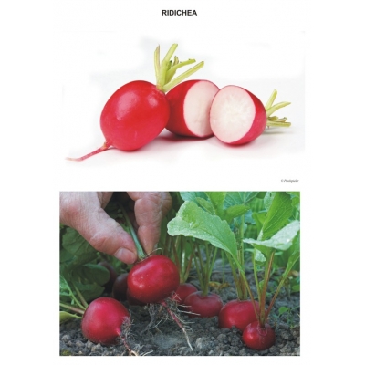 Sa observam legumele Sa observam legumele