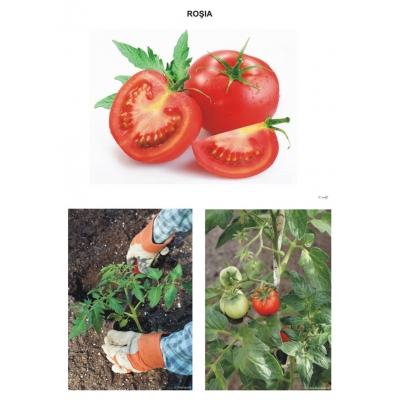 Sa observam legumele Sa observam legumele