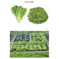 Sa observam legumele