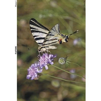 SĂ CUNOAȘTEM INSECTELE SĂ CUNOAȘTEM INSECTELE