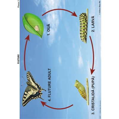 SĂ CUNOAȘTEM INSECTELE SĂ CUNOAȘTEM INSECTELE