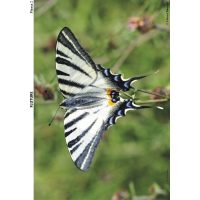 SĂ CUNOAȘTEM INSECTELE