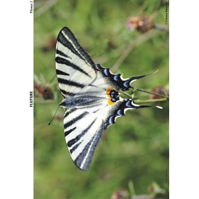 SĂ CUNOAȘTEM INSECTELE SĂ CUNOAȘTEM INSECTELE