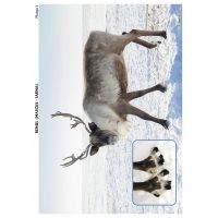 SĂ CUNOAȘTEM ANIMALELE POLARE