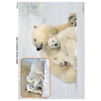 SĂ CUNOAȘTEM ANIMALELE POLARE