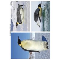 SĂ CUNOAȘTEM ANIMALELE POLARE