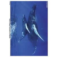 SĂ CUNOAȘTEM ANIMALELE POLARE