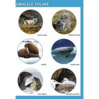 SĂ CUNOAȘTEM ANIMALELE POLARE