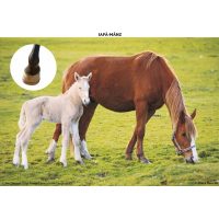 SĂ CUNOAȘTEM ANIMALELE DIN OGRADĂ