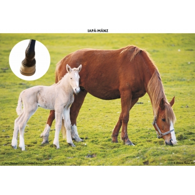 SĂ CUNOAȘTEM ANIMALELE DIN OGRADĂ SĂ CUNOAȘTEM ANIMALELE DIN OGRADĂ