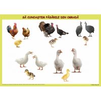 SĂ CUNOAȘTEM ANIMALELE DIN OGRADĂ