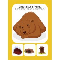 MAMIFERE SALBATICE - DESCOPERA ...