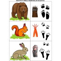 ANIMALELE DIN PĂDURE SE PREGĂTESC DE IERNAT