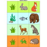 ANIMALELE DIN PĂDURE SE PREGĂTESC DE IERNAT